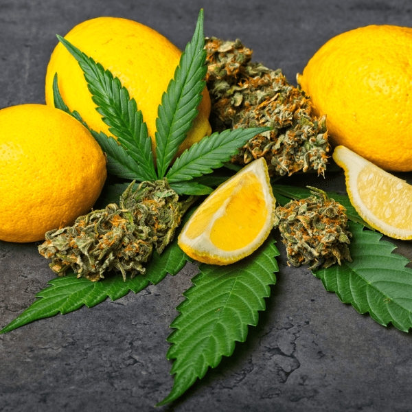 Cannabis Terpenes Effects And Health Benefits CannaBuddy