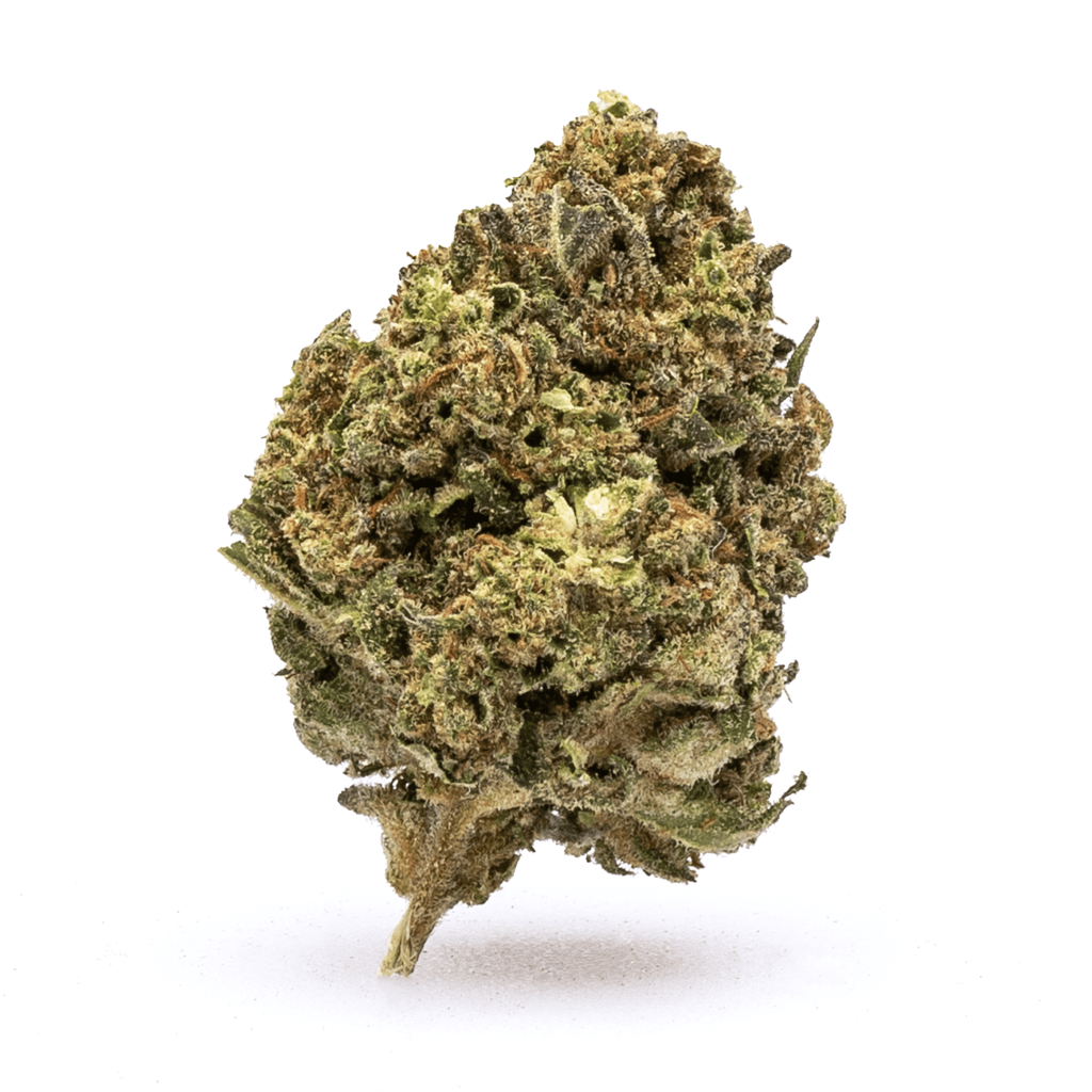 Echinacea DOUBLE SCOOP™ 'Strawberry Deluxe' – Explore More