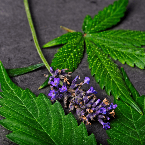 linalool terpene cannabis