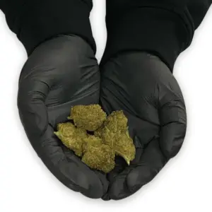 Delta-8-THC Infused Flower - Blackberry Haze - Hands
