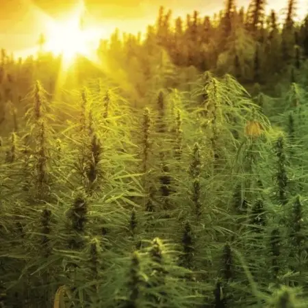 3 Chi Delta-8 SFV OG Dabs Sauce