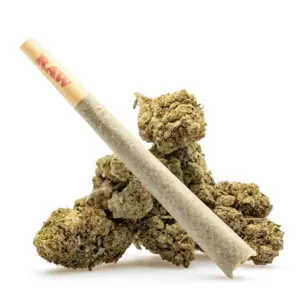 THCa Flower Pre-Roll Pineapple Express - preroll with buds.png