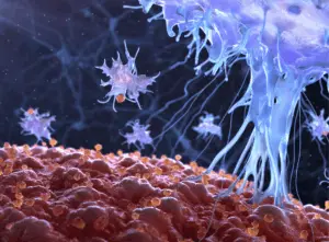 Functions of the endocannabinoid system