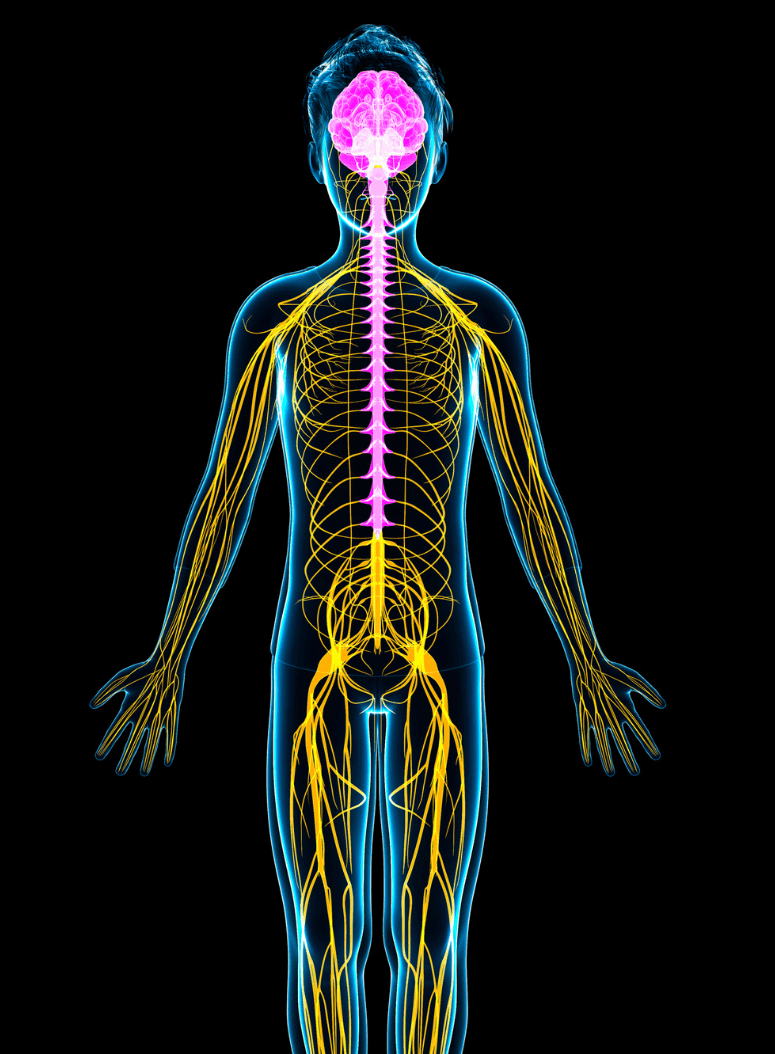 CBD and Cannabinoids: How They Interact With the Endocannabinoid System ...