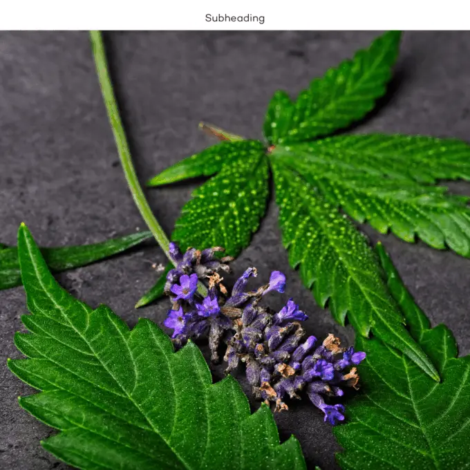 linalool terpene cannabis