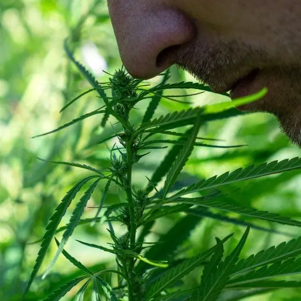 nose near cannabis flower