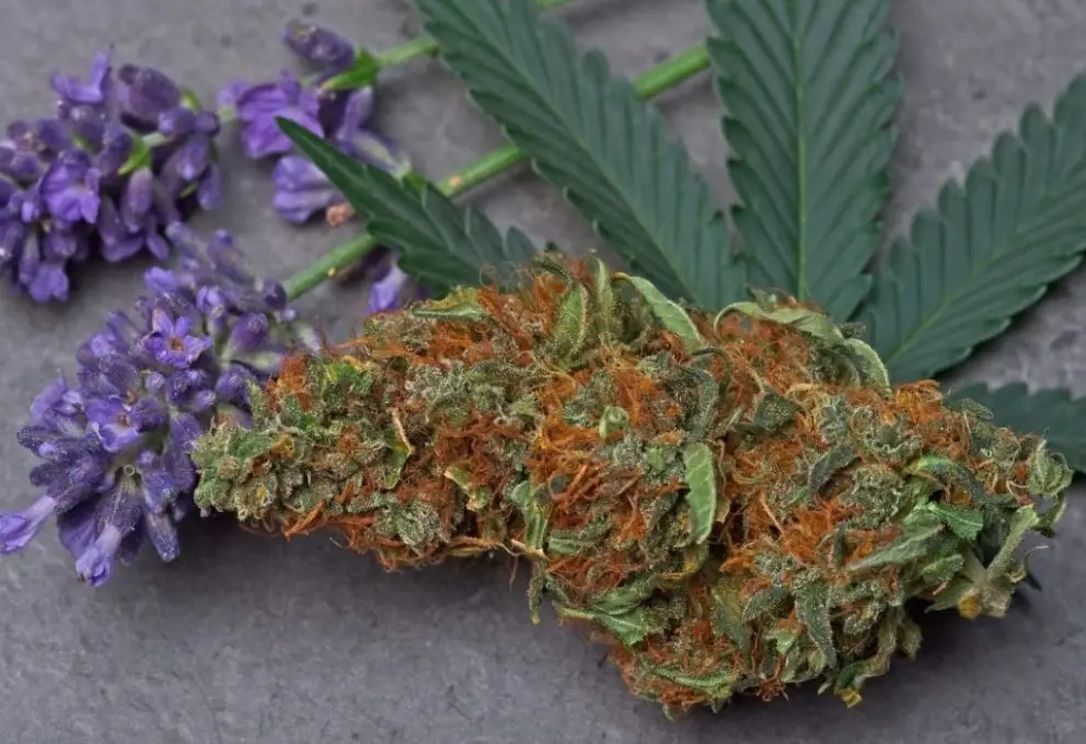 cannabis flower and lavender flower