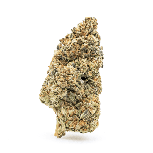 THCa Flower Cereal Milk - nug