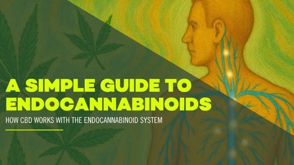 Discover the Endocannabinoid System and How it Works
