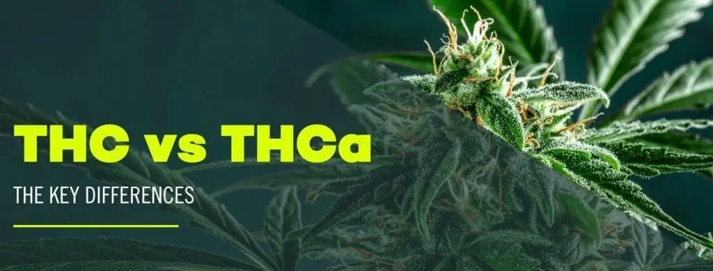 Explore the difference between THC vs THCa