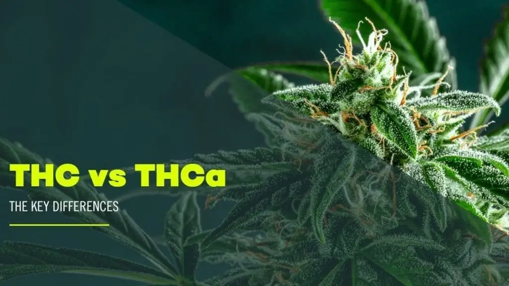 Explore the difference between THC vs THCa