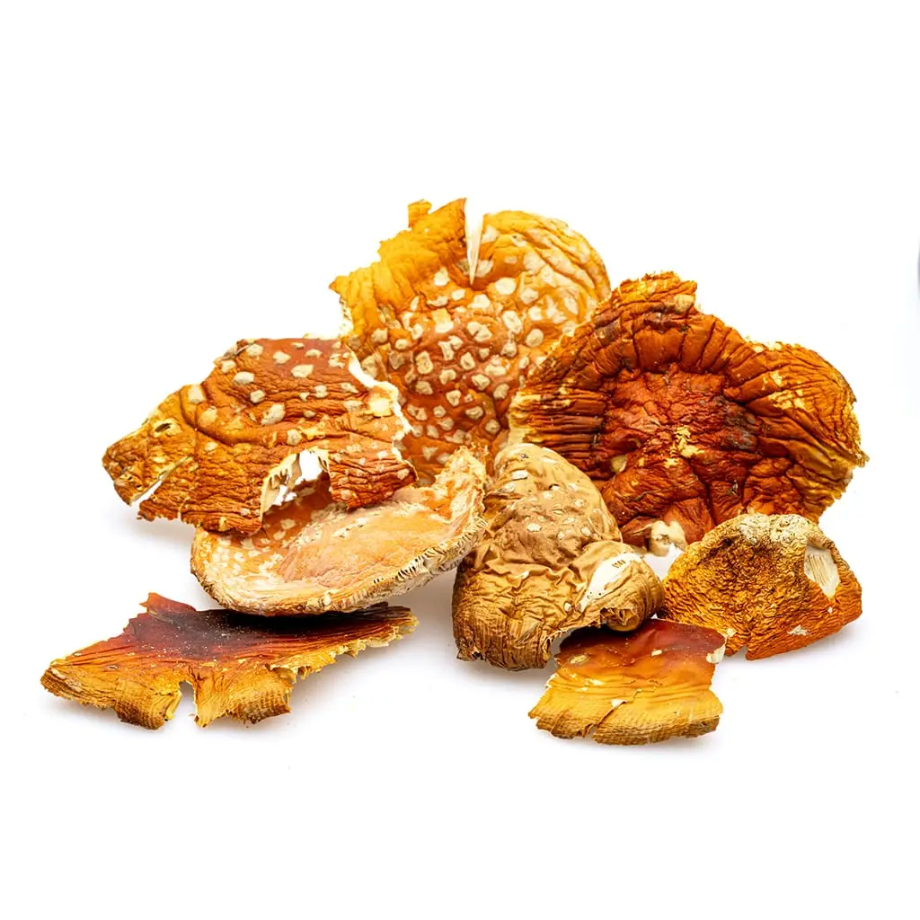 Dreamer Shrooms Amanita Muscaria Dried Mushrooms - Image 3